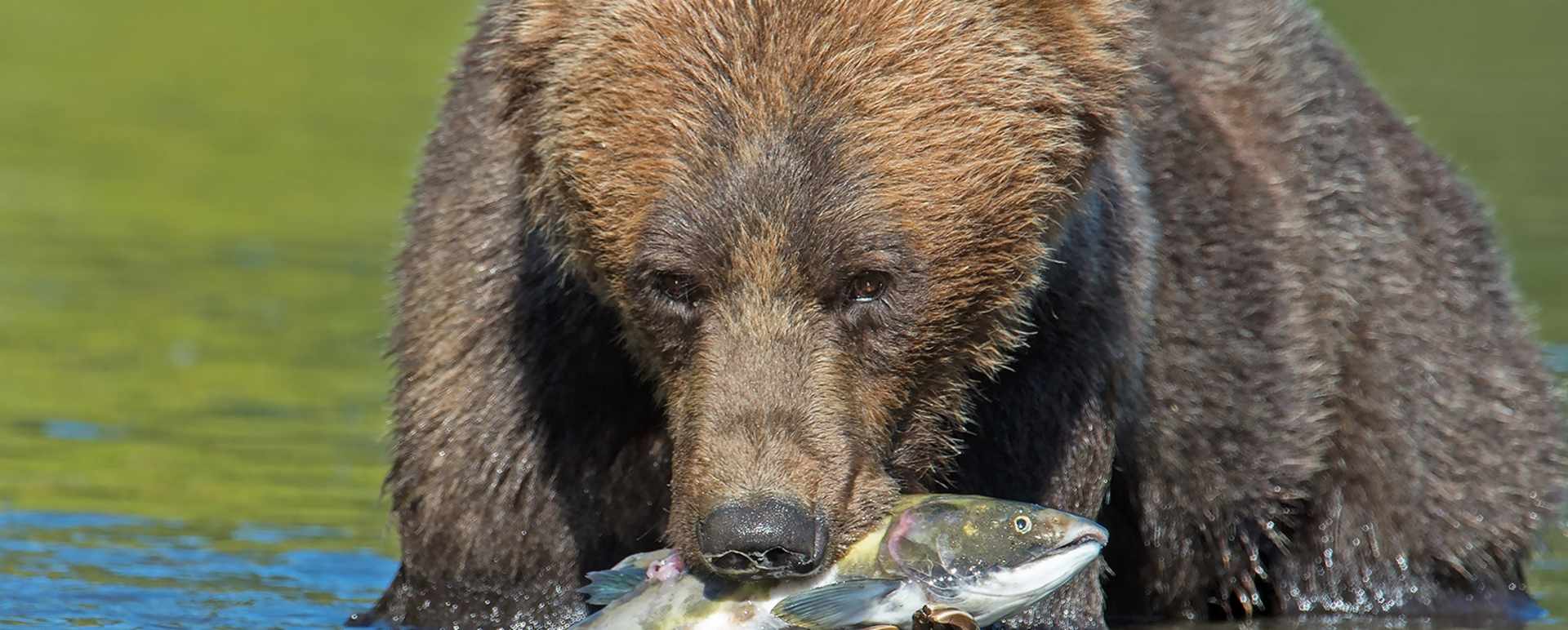 Bear 