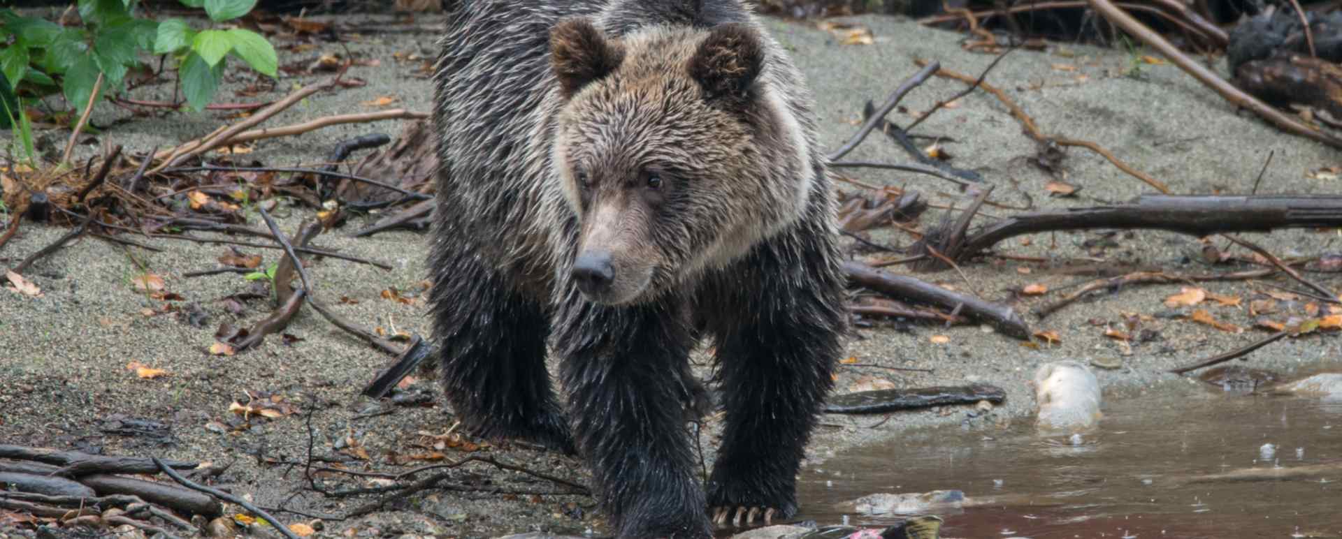 Bear 
