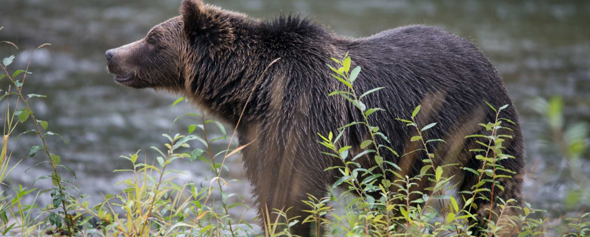 Bear 