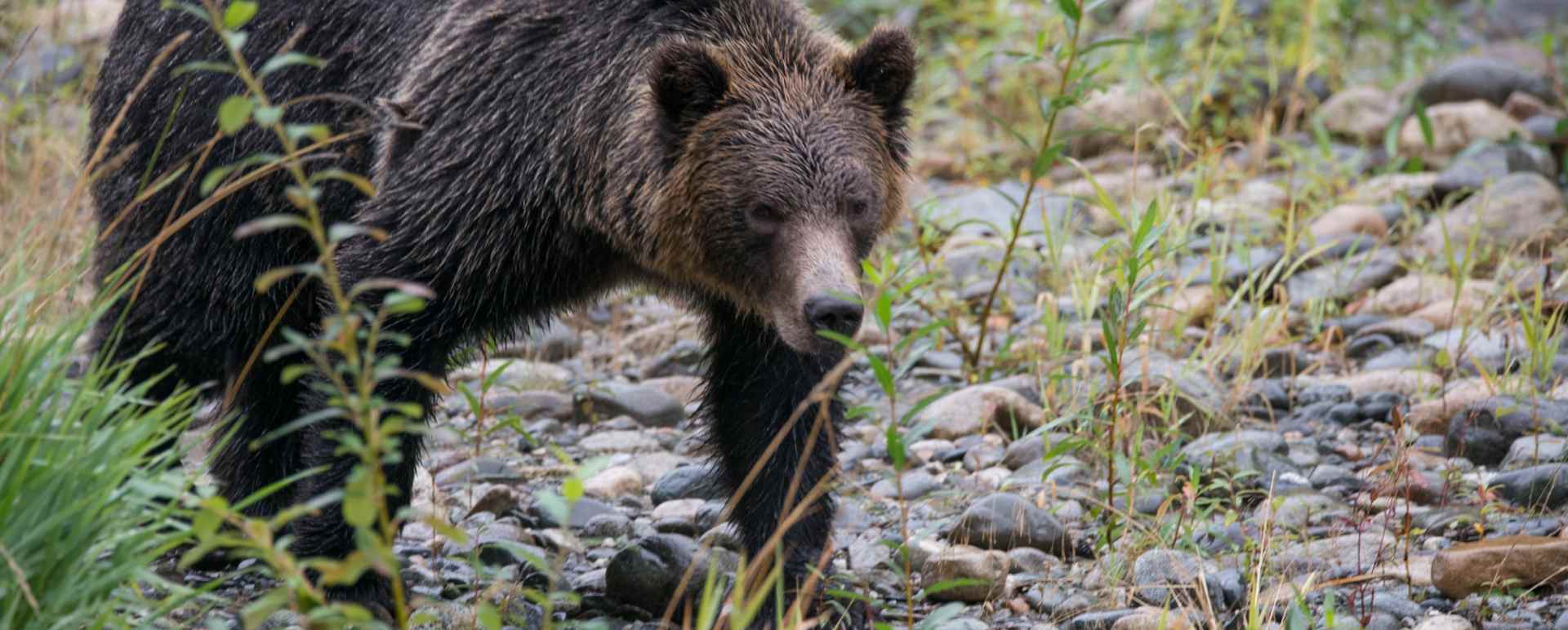 Bear 