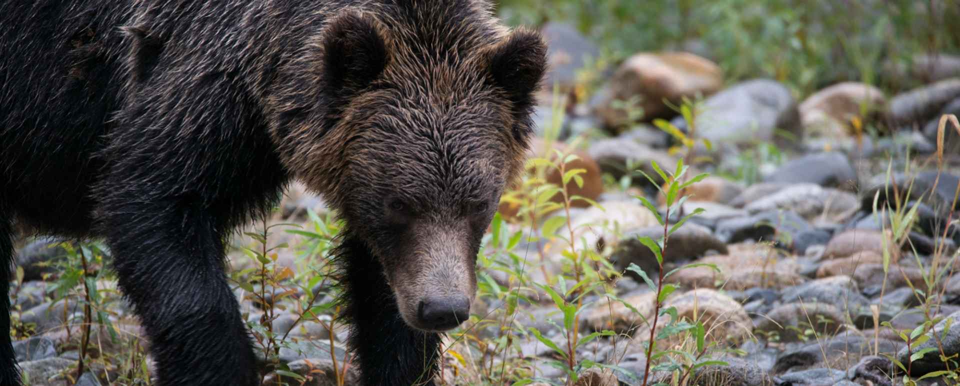 Bear 