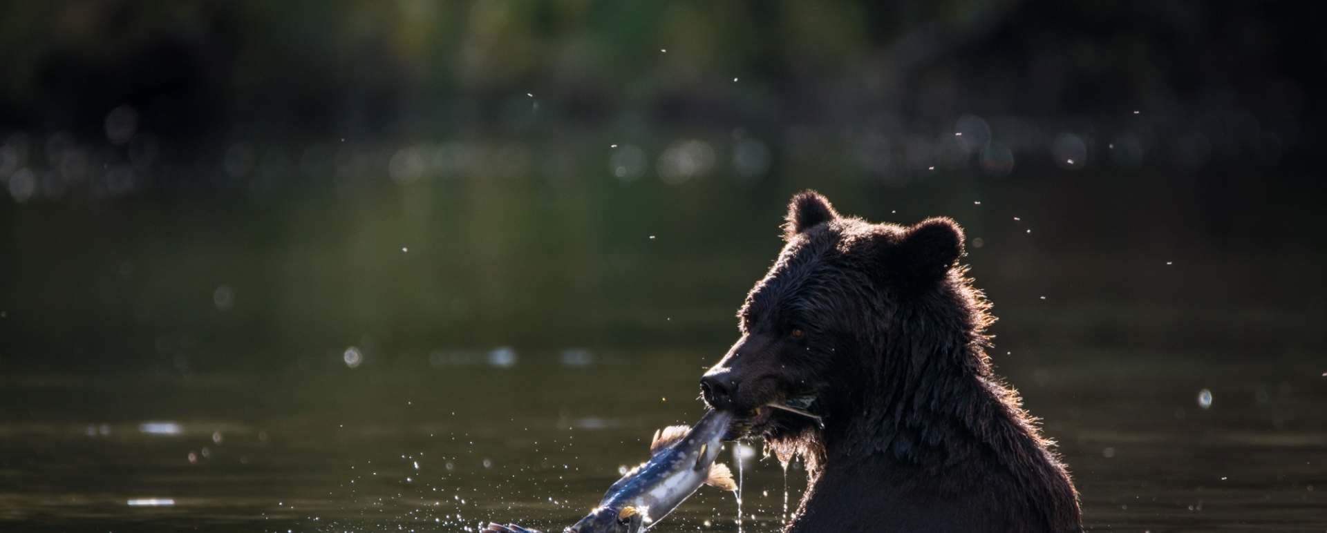Bear 