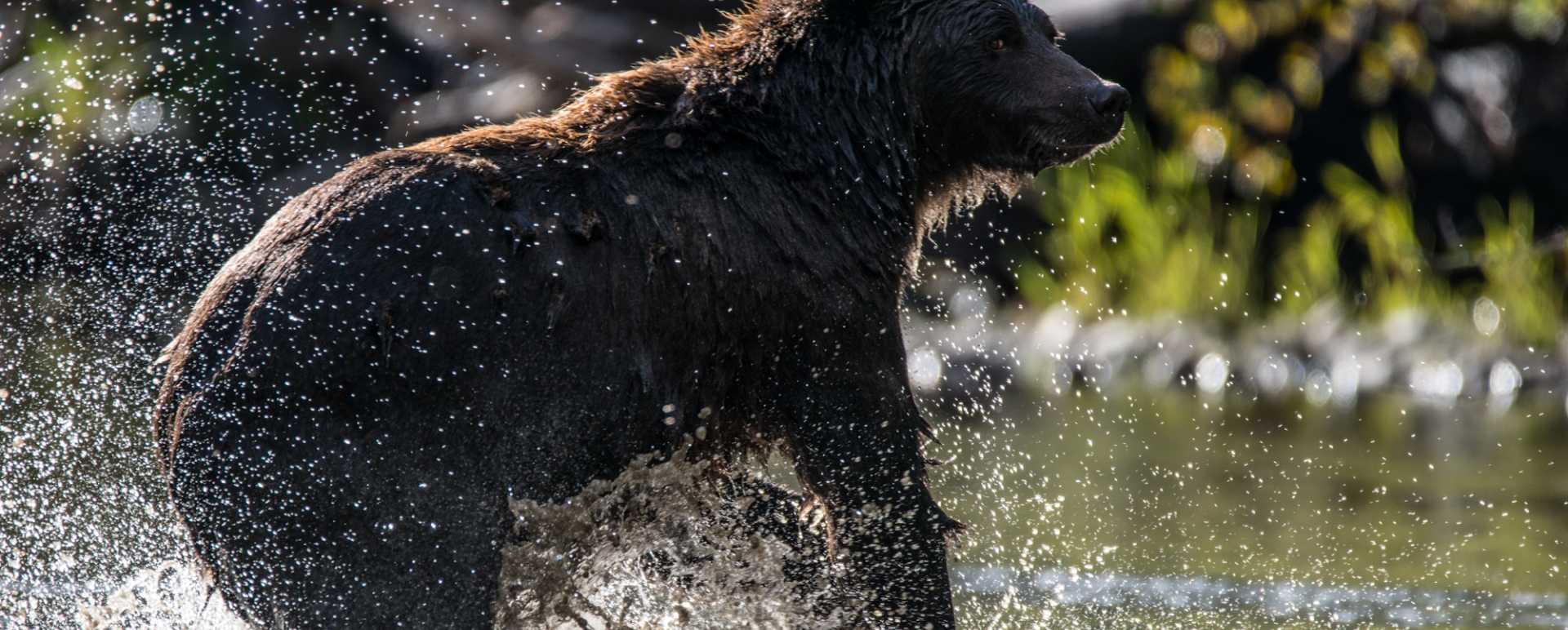 Bear 