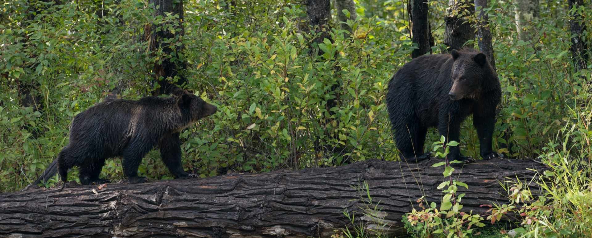 Bears 