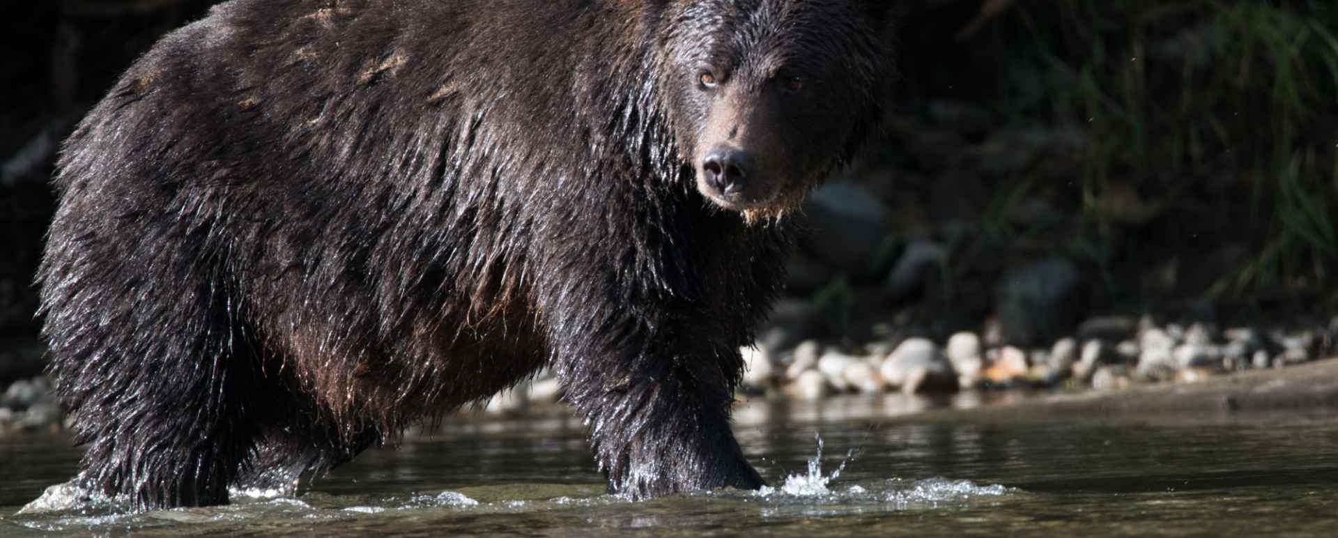 Bear 