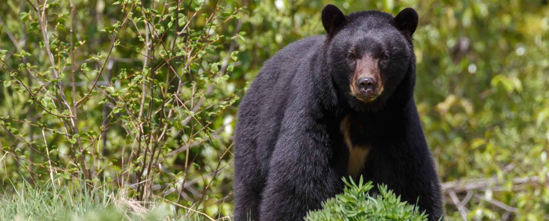 Coastal Bear Watch from Tofino
