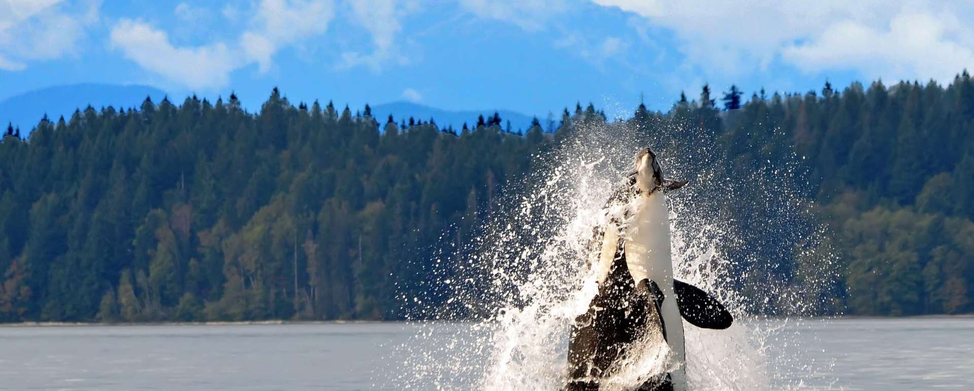 Orcas - Orcas on Vancouver Island