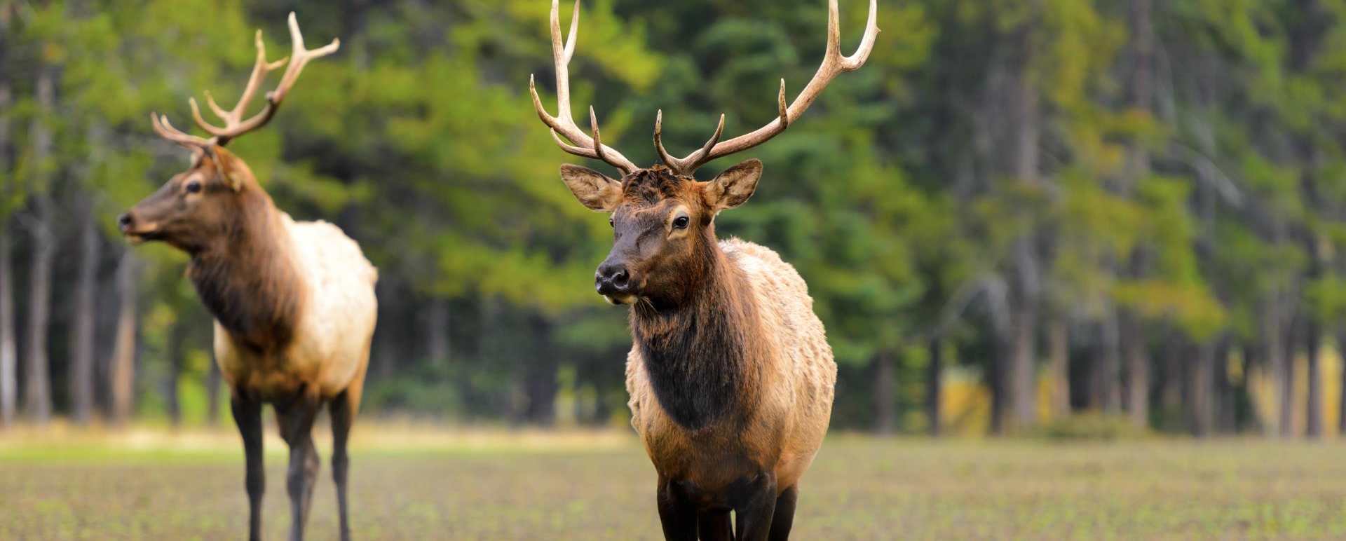 Elk - Pacific Coast & Canada by Rocky Mountaineer