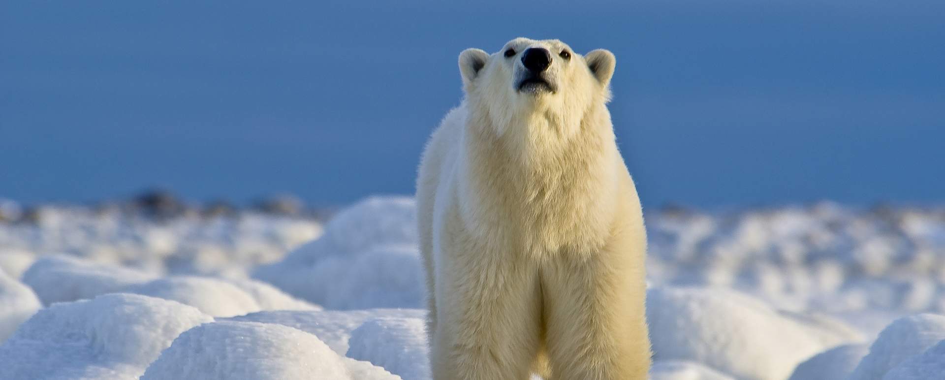 Polar Bear sniffing 