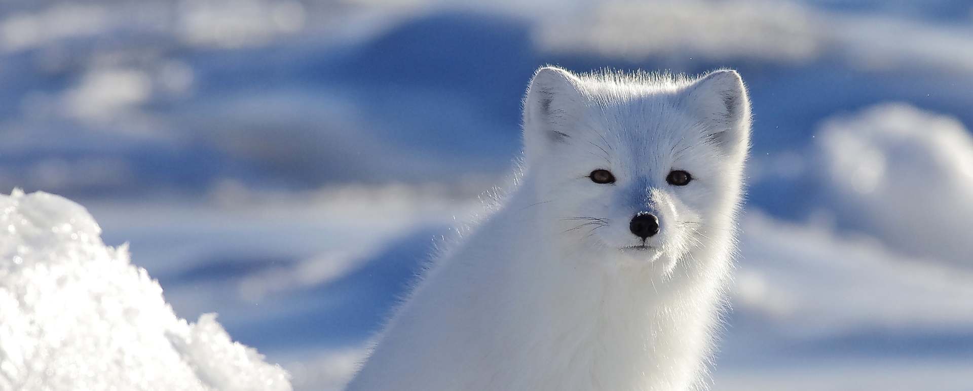 Arctic Fox 