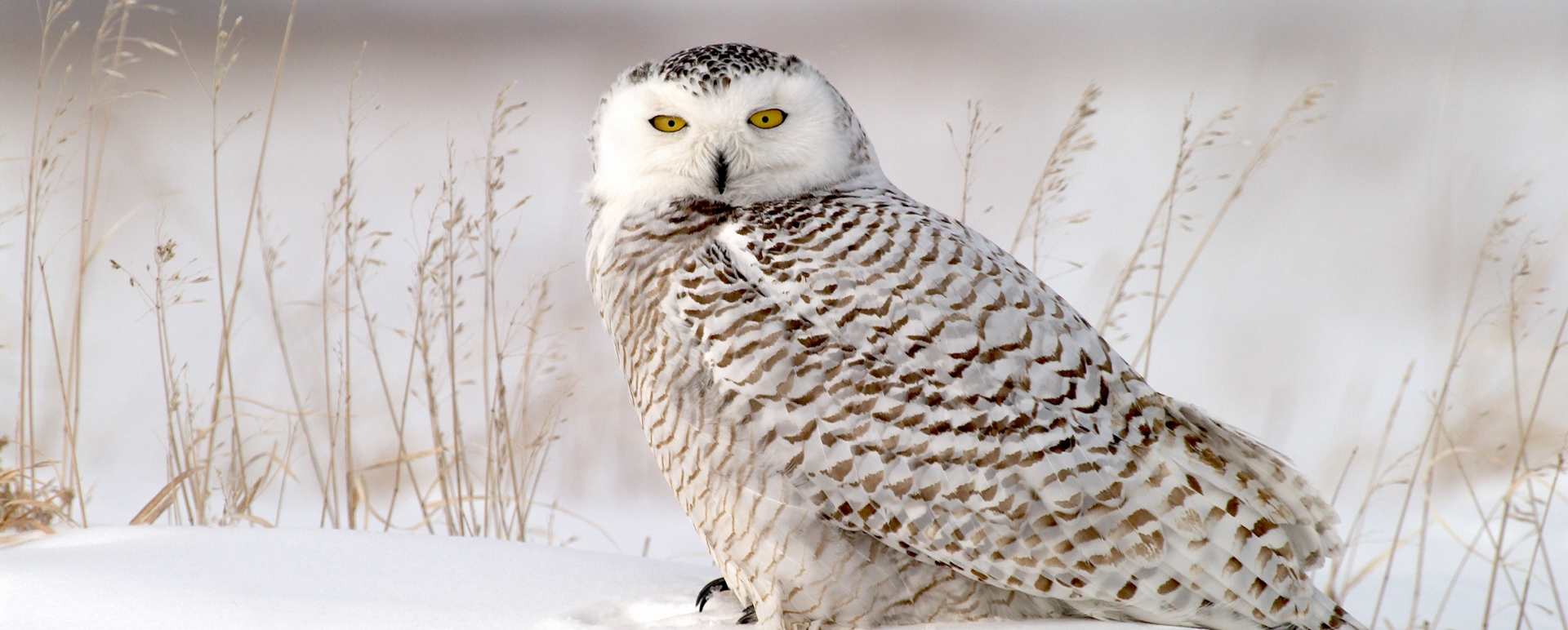 Sitting Owl 