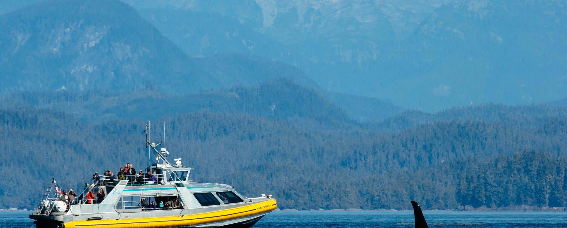 Whale watching at Nimmo - West Coast Canada In Style