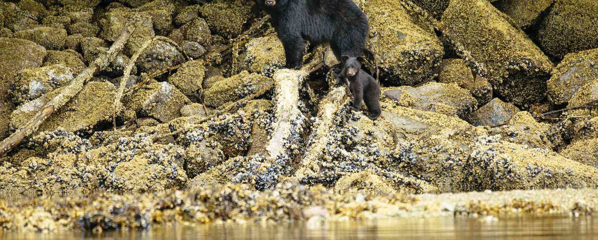 Bears at Nimmo Bay - West Coast Canada In Style