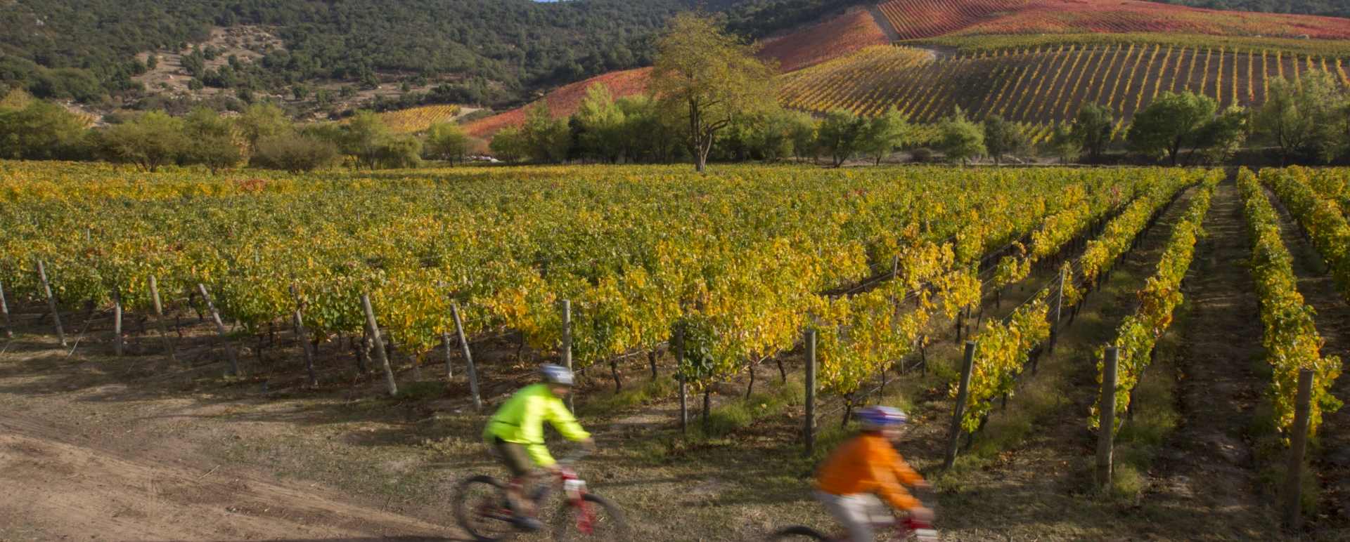 Colchagua Valley  - Clos Apalta Residence
