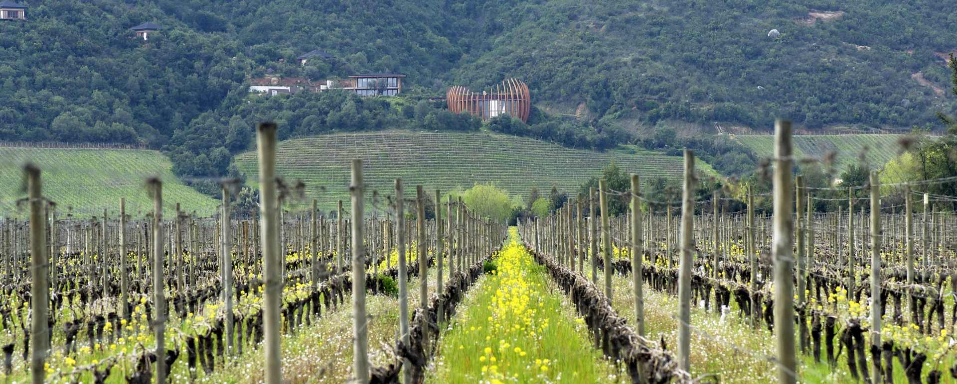 Vineyards and the Bodega - Clos Apalta Residence