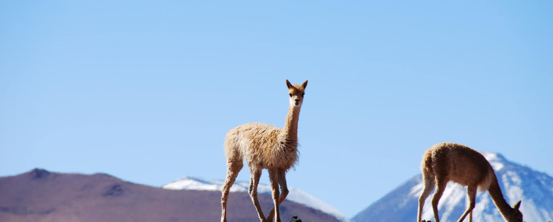 Vicunas - Alto Atacama Desert Lodge & Spa