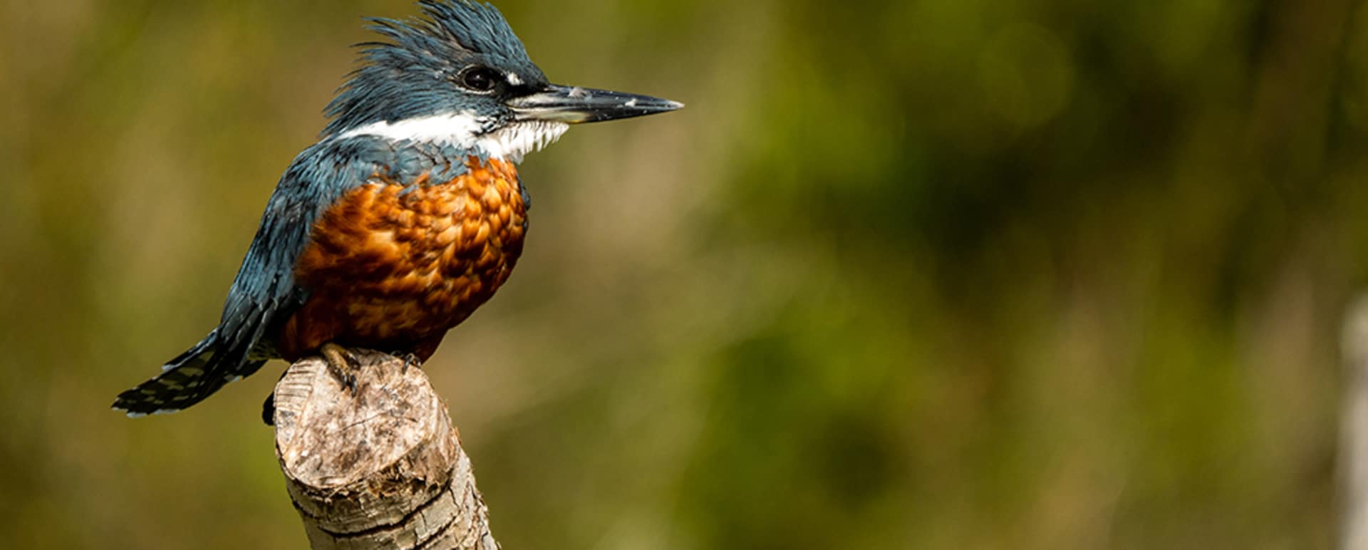 Refugia Chilo - bird  