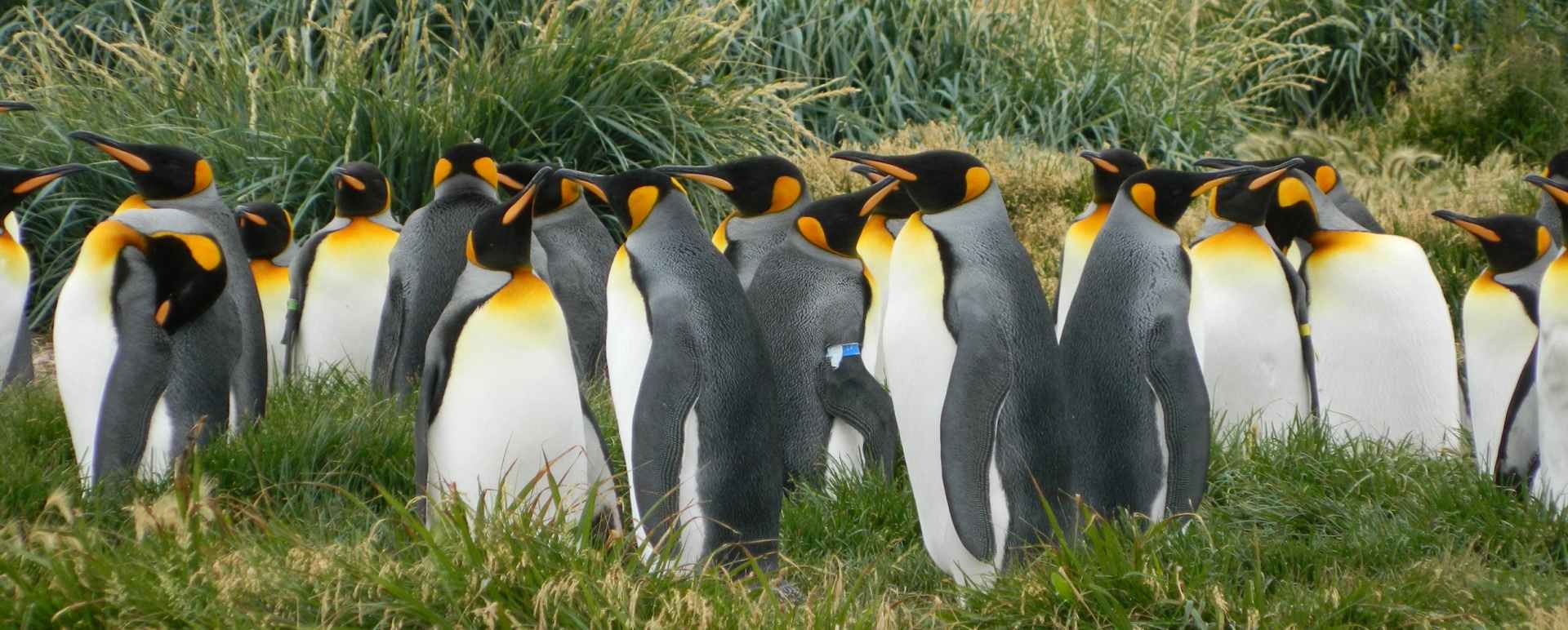 King penguins - Australis Cruises