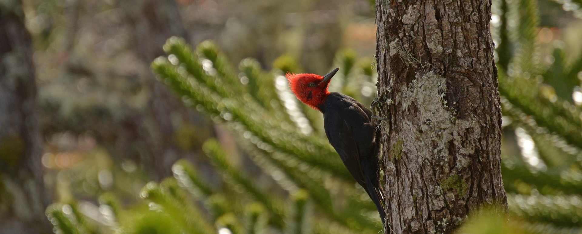 Birding at Vira Vira