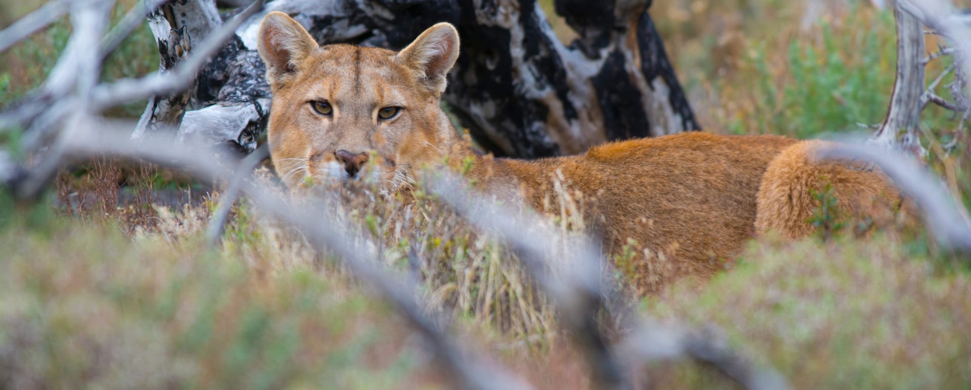 Full Day Tour Puma Spotting