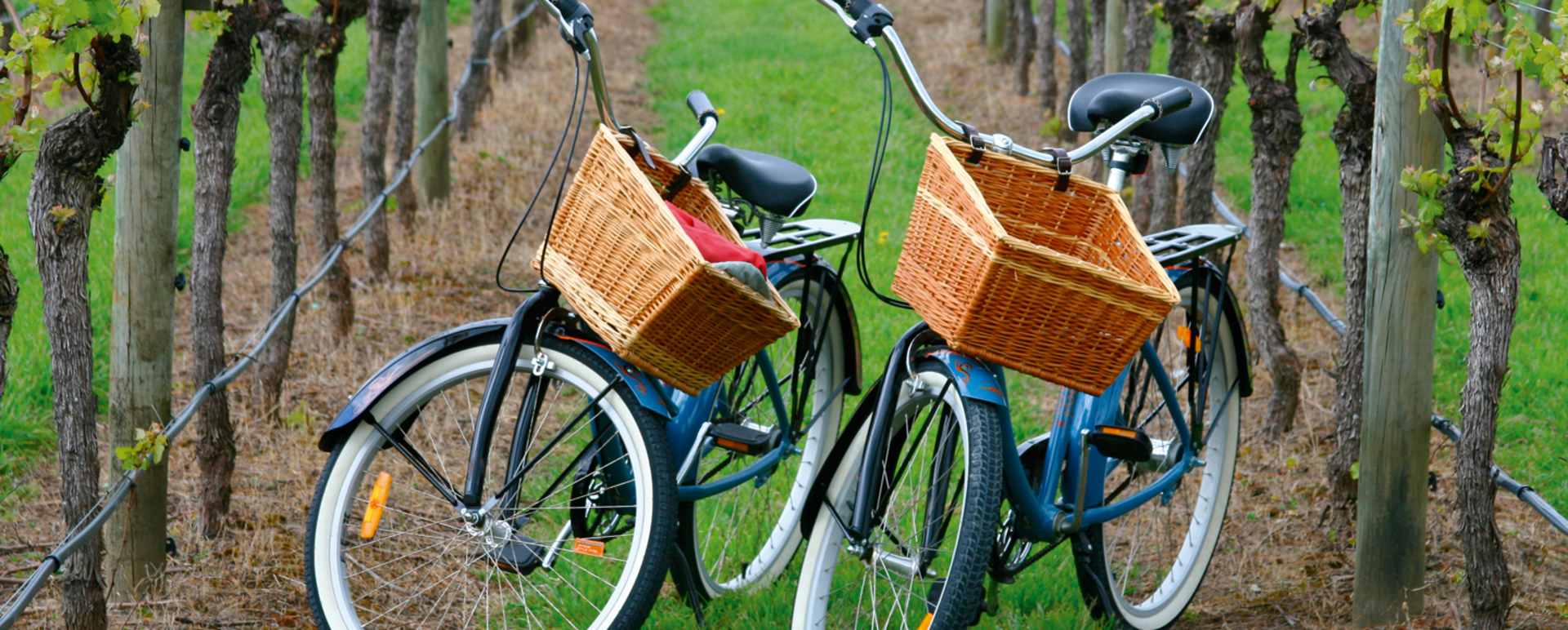 Wine Bike San Antonio
