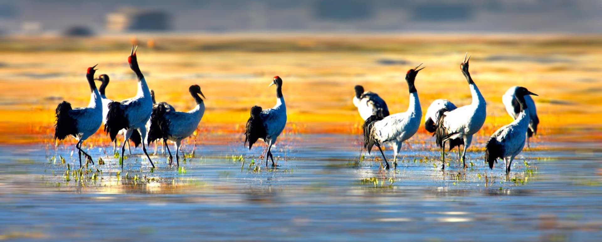 Wildlife  - Songtsam Retreat