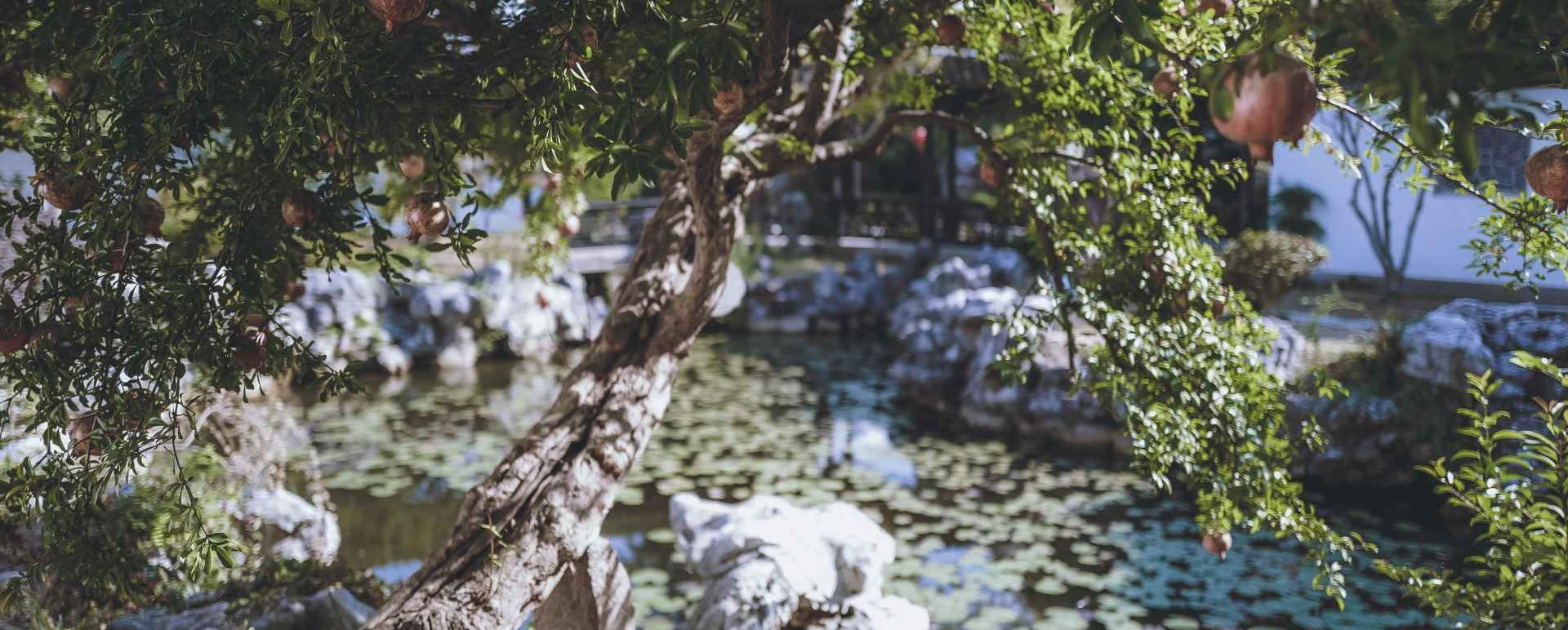 Chinese Pond 