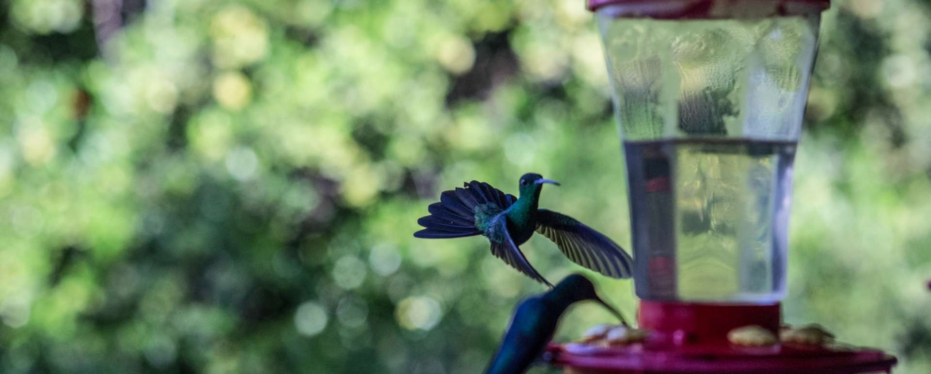 Birdlife 