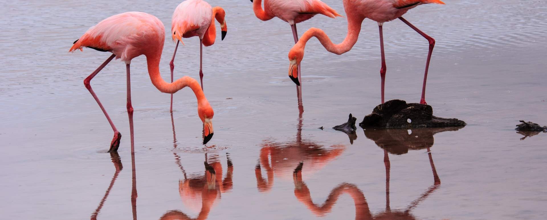 Ultimate Colombia and Galapagos 