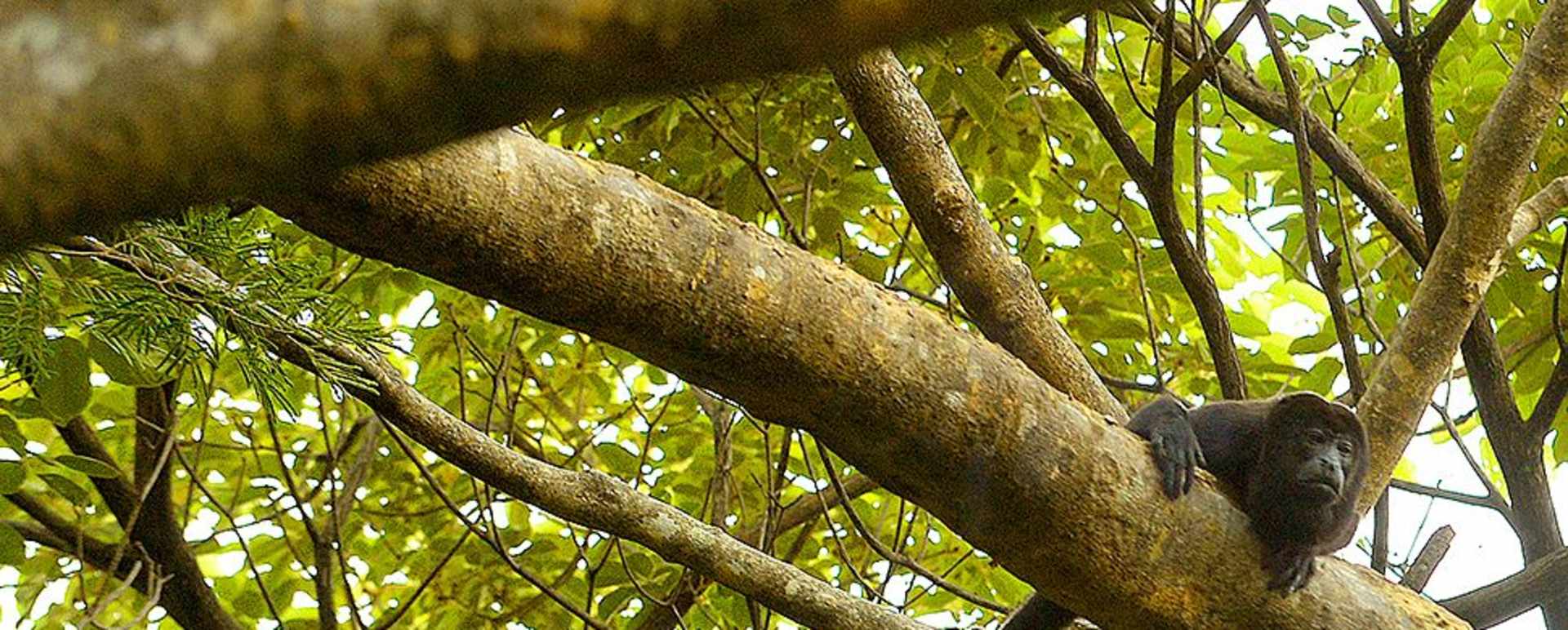 Monkeys in the trees - Andaz Peninsula Papagayo Resort
