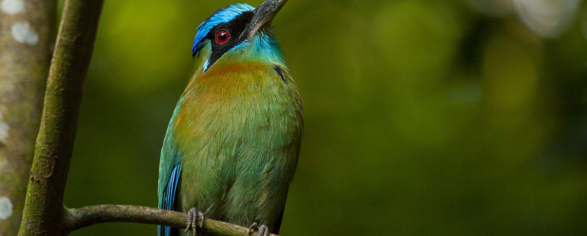 Birdlife - Arenas del Mar