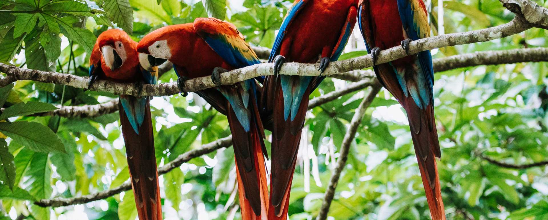 wildlife 