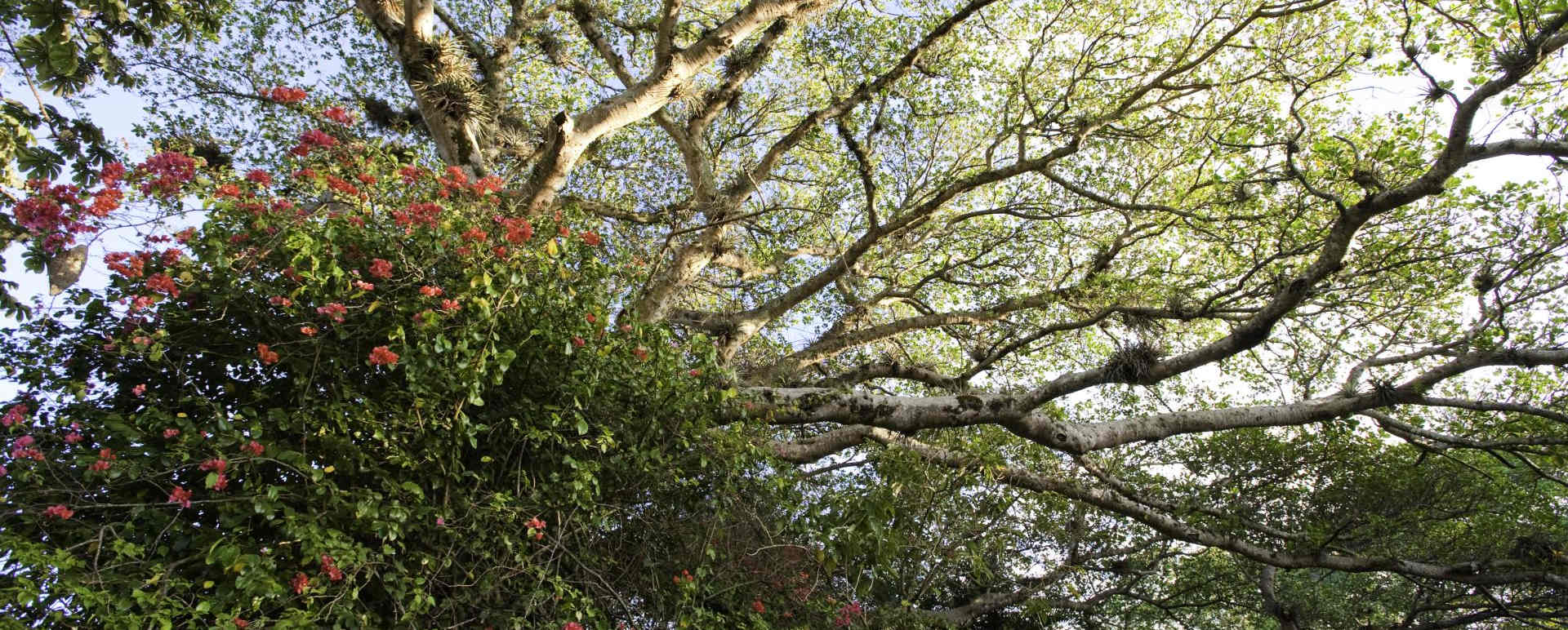 Bougainvillea - Finca Rosa Blanca Country Inn