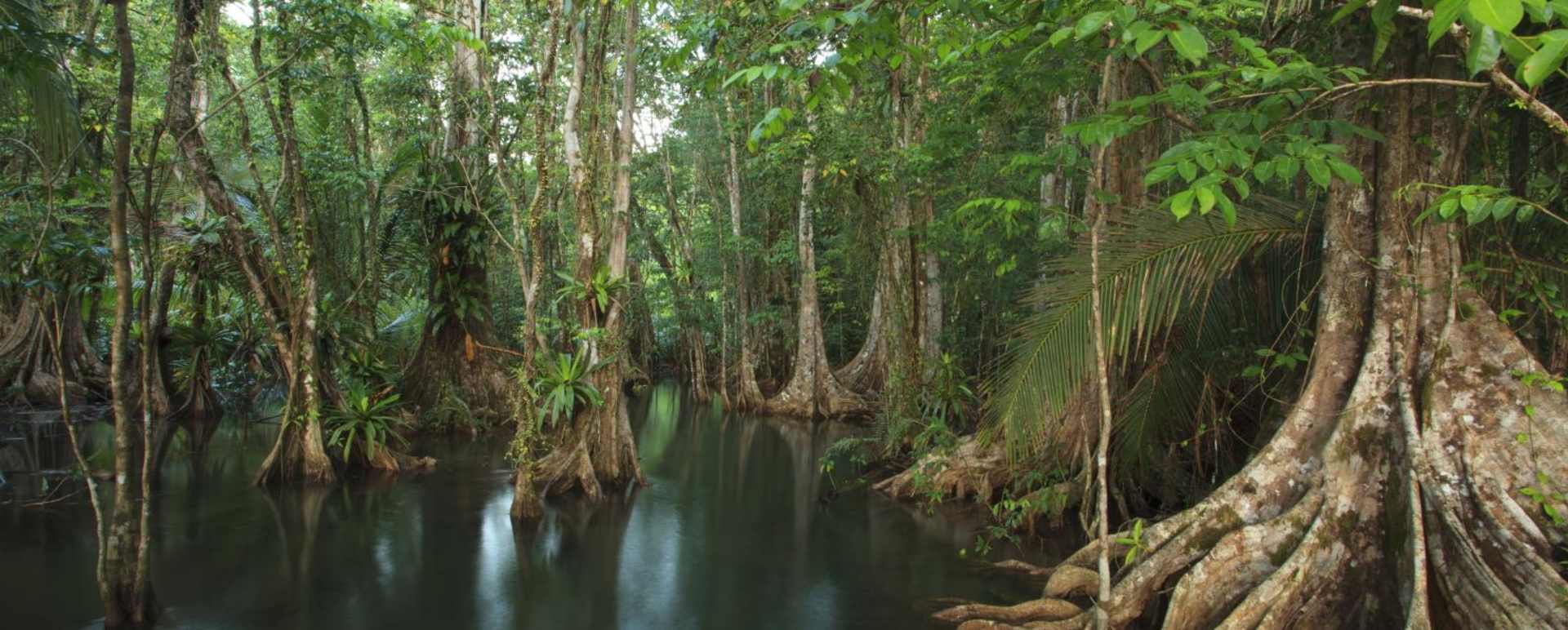 Wetland - Playa Cativo