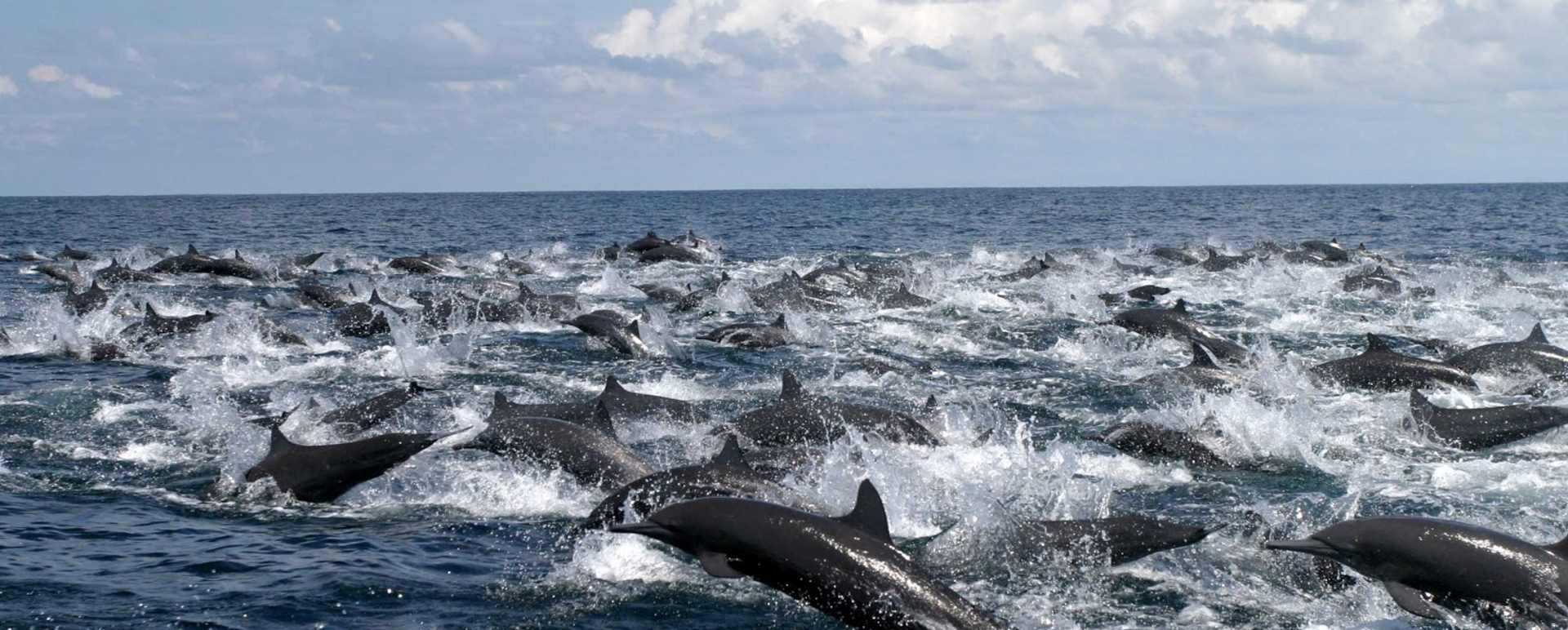 Golfo Dulce Dolphin Tour