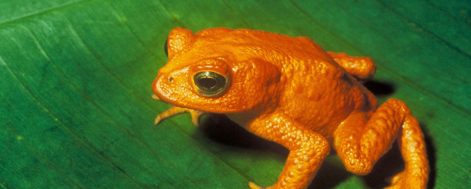 Monteverde Reserve Night Tour