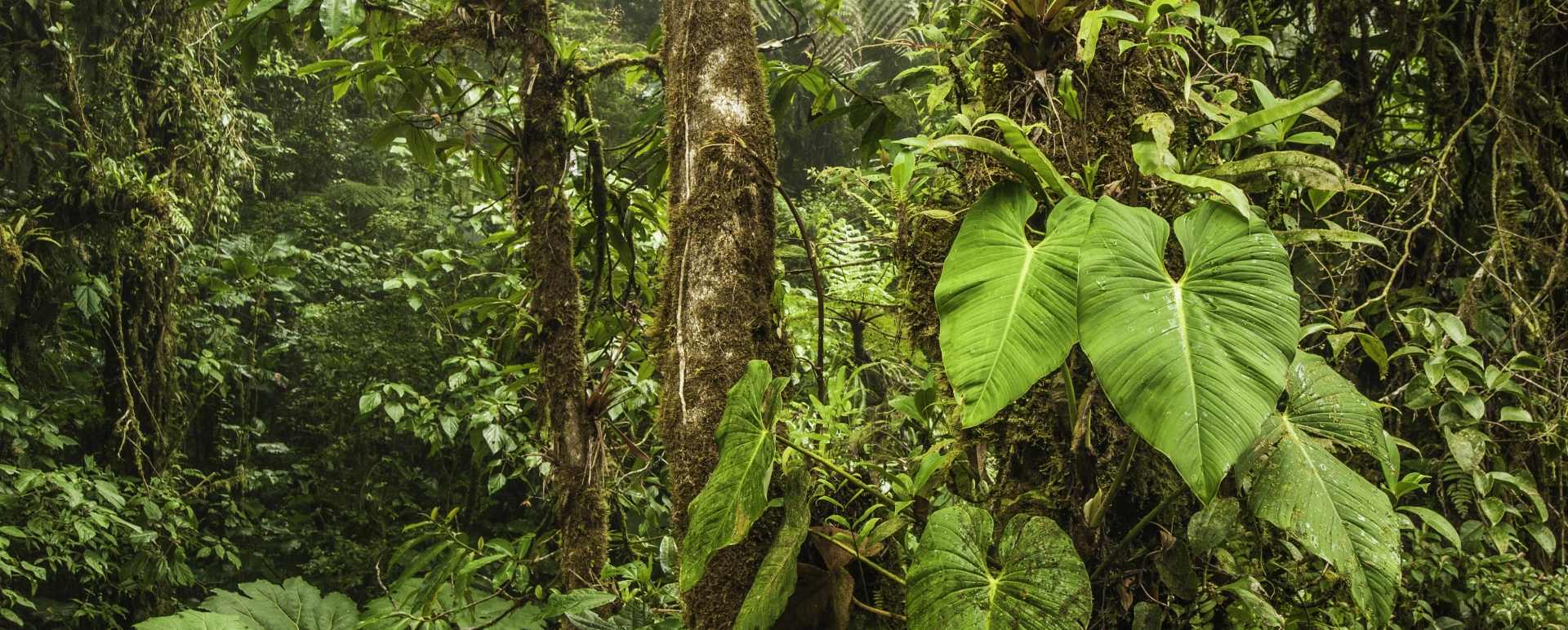 Santa Elena Reserve Tour