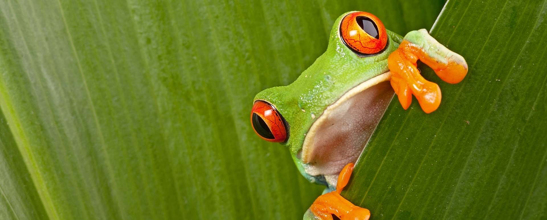 Red-eyed Tree Frog - Costa Rica for Teenagers