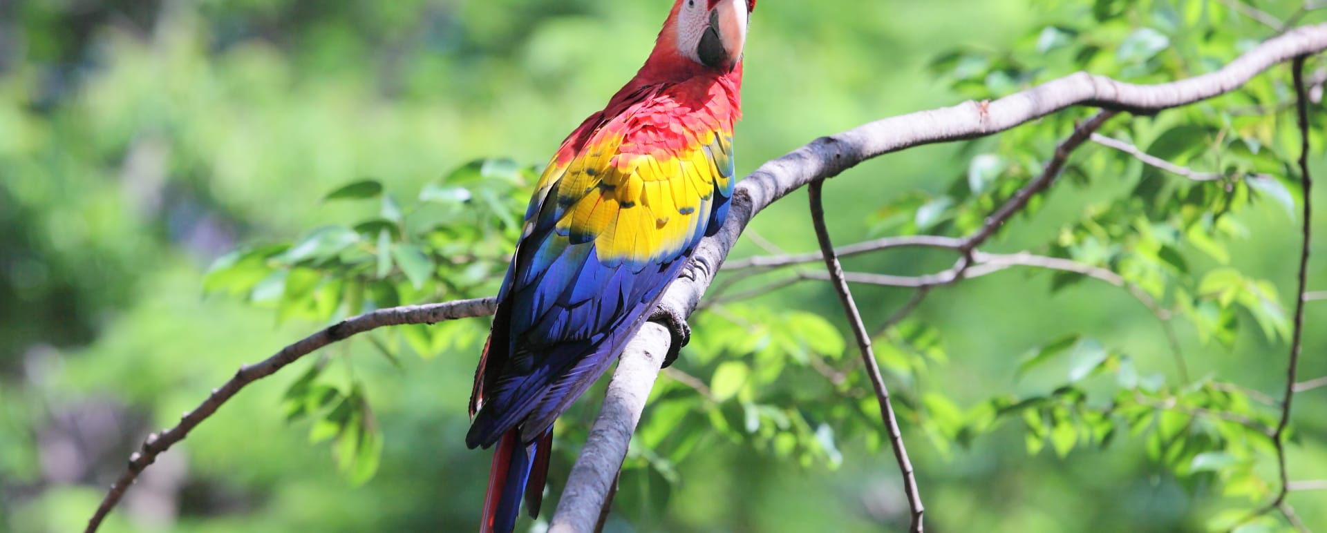 Wild Costa Rica and Ecuador
