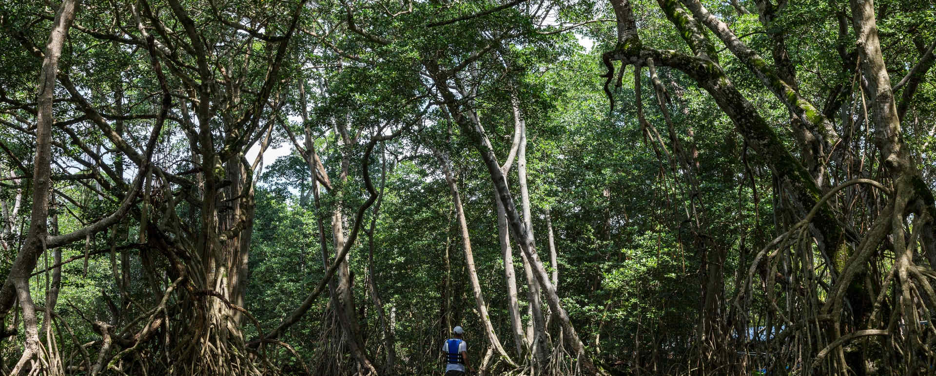 Amanera