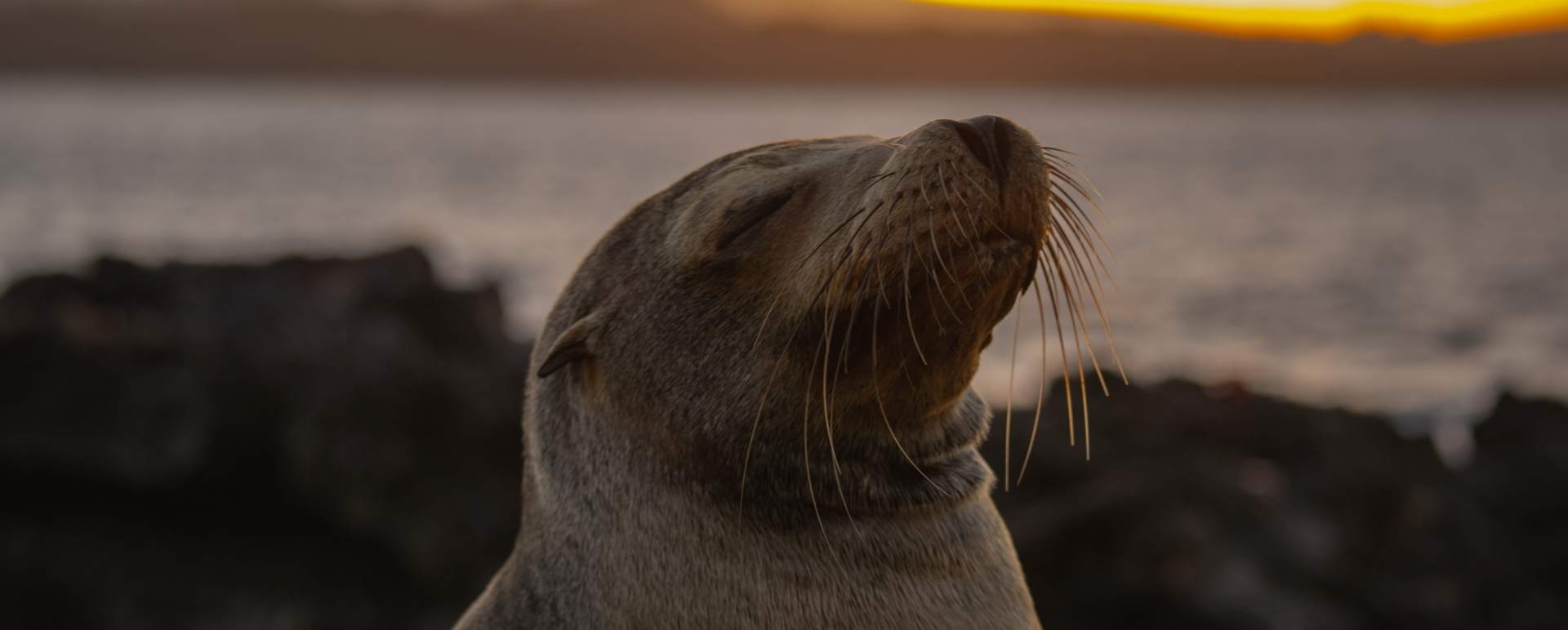 Sea Lion