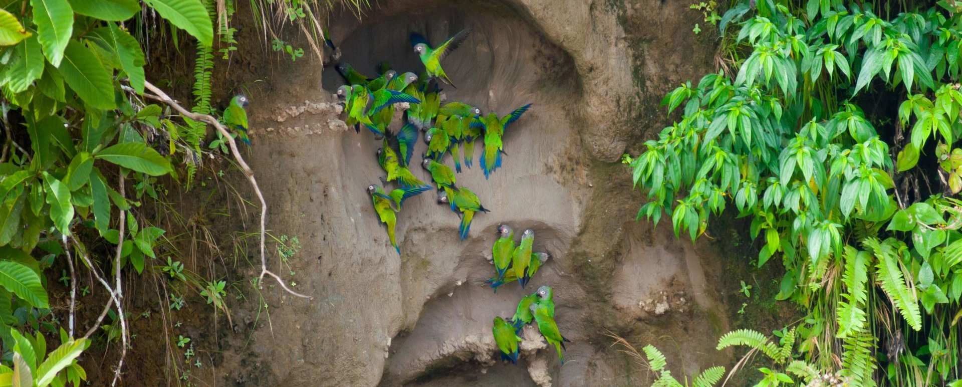 Clay lick  - La Selva Jungle Lodge