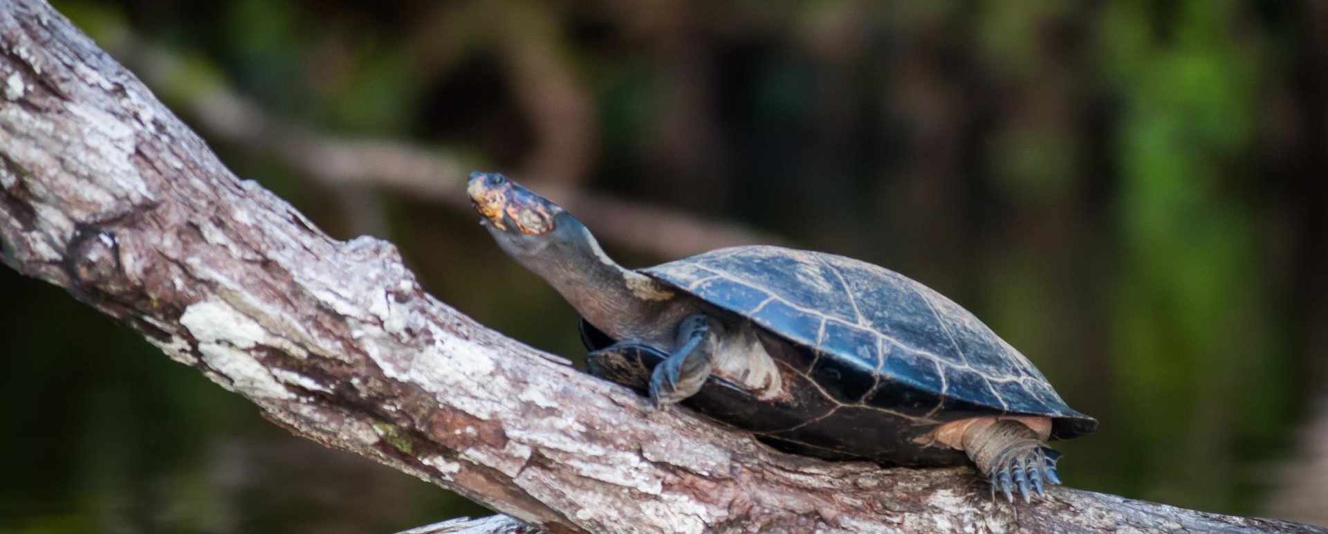 Turtle  - La Selva Jungle Lodge