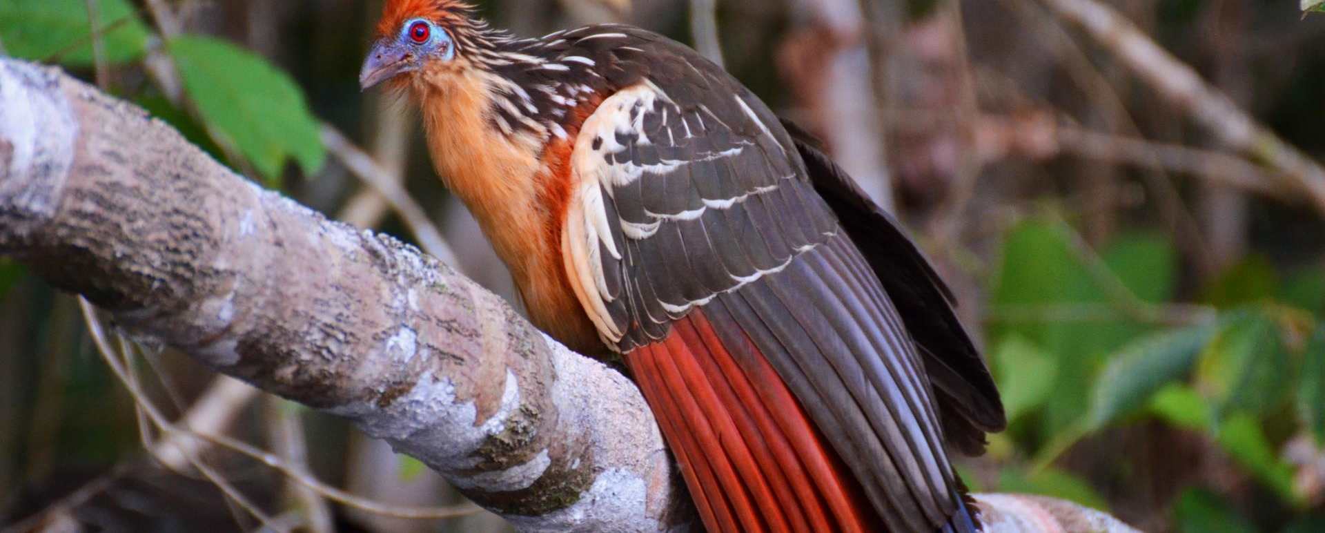 Wildlife  - La Selva Jungle Lodge