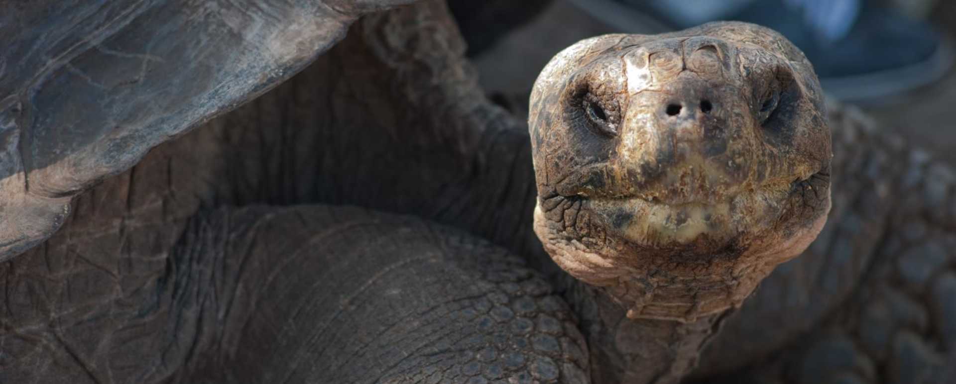 Tortoise - M/V Origin Galapagos