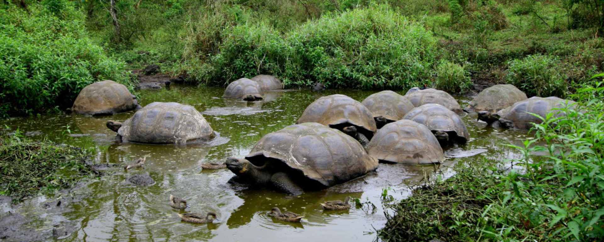 Tortoises - Pikaia Lodge
