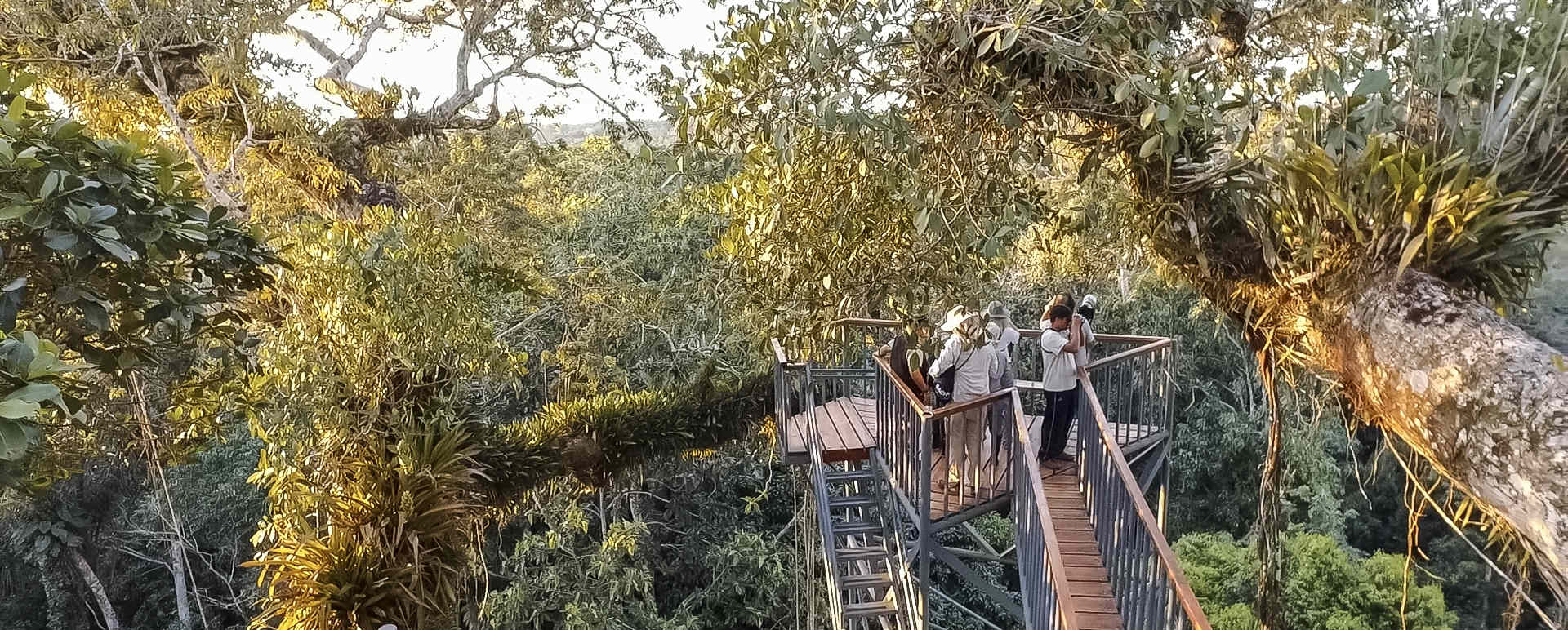 Canopy Tower 