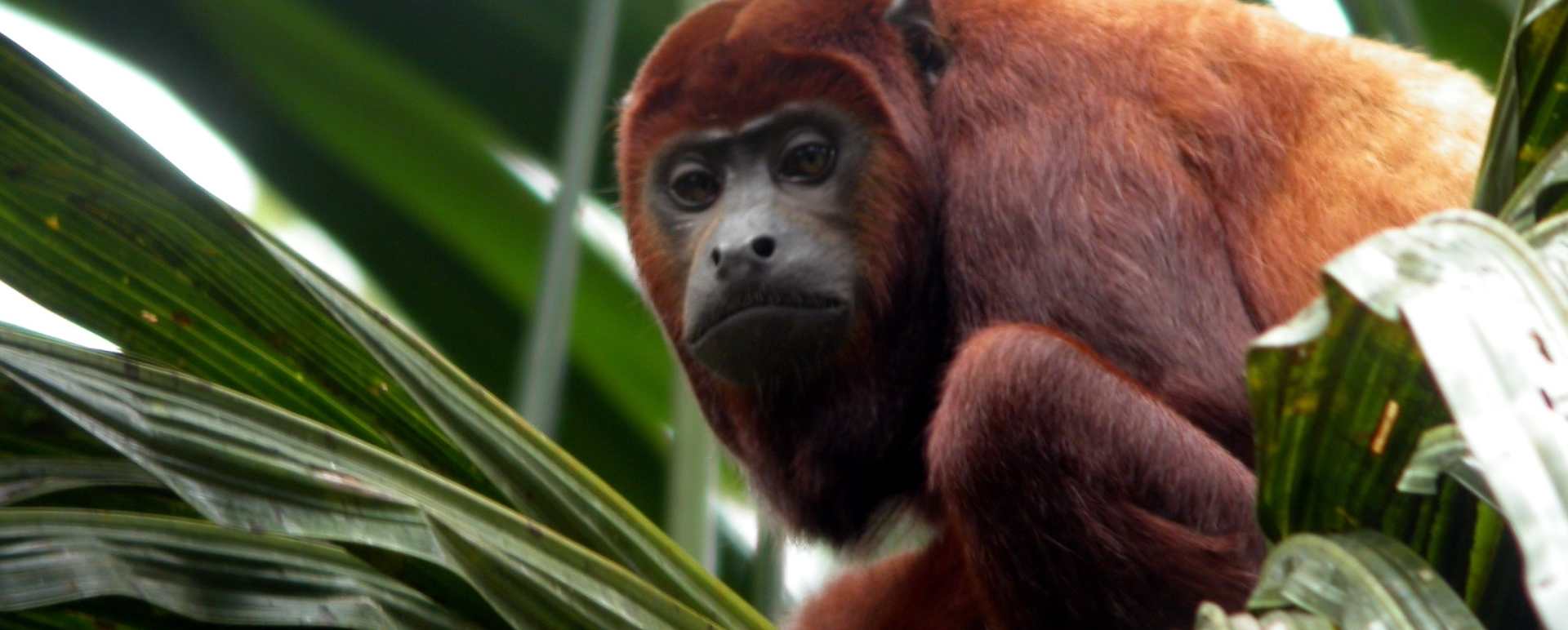 Wildlife 