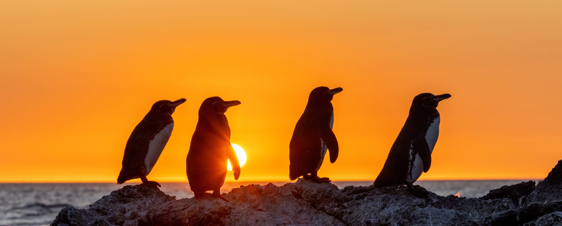 Penguins 