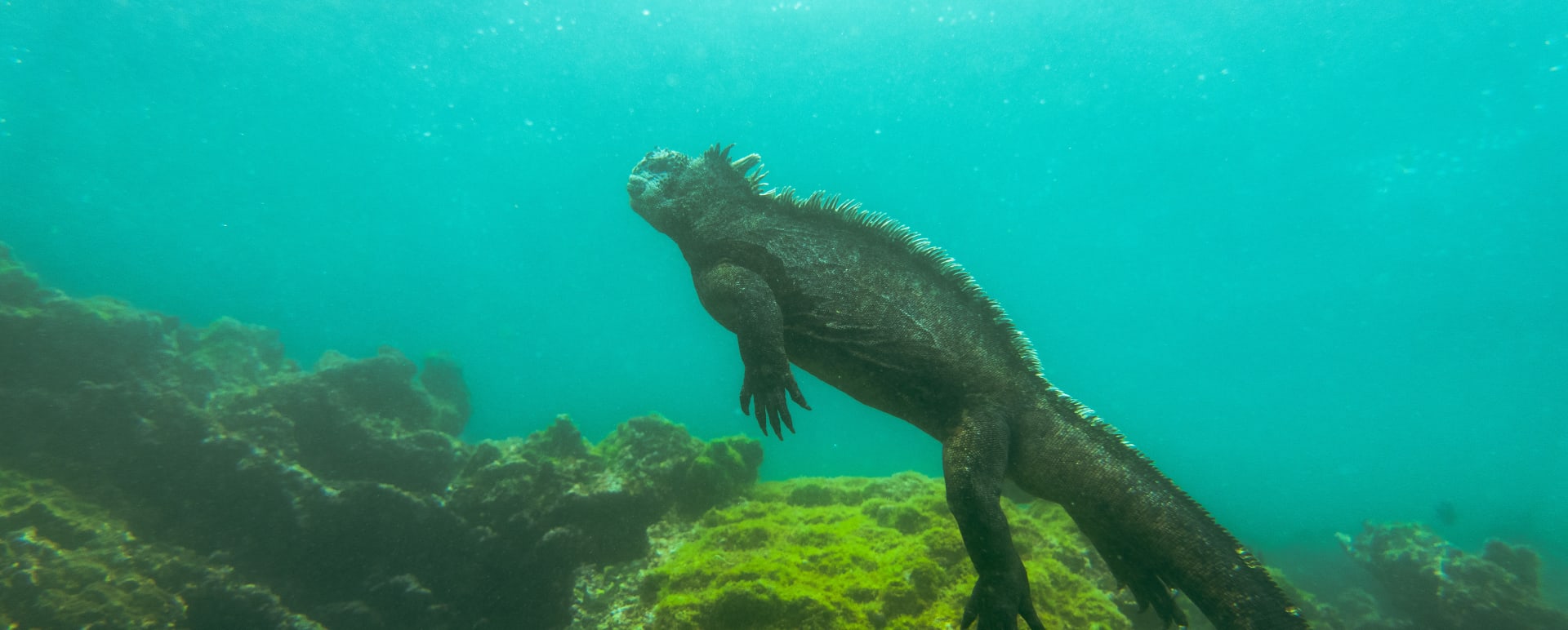 Swimming Iguana 